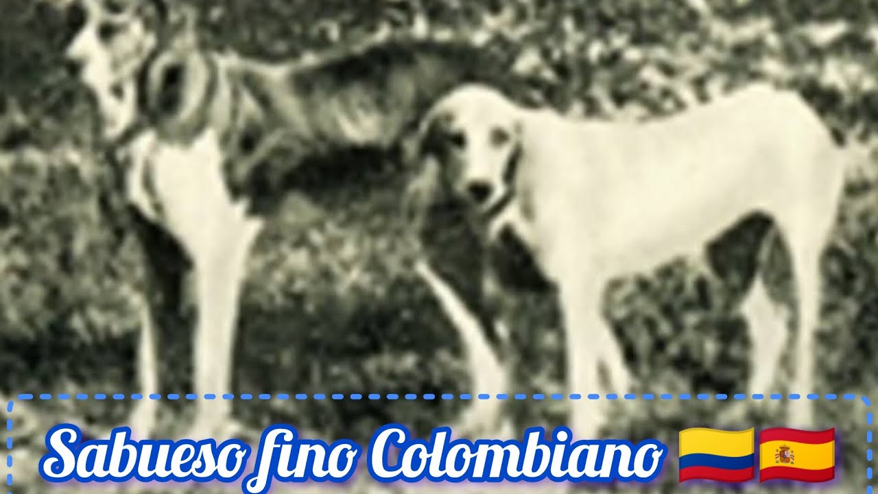Razas criollas colombianas🇨🇴 sabueso fino Colombiano 🐕