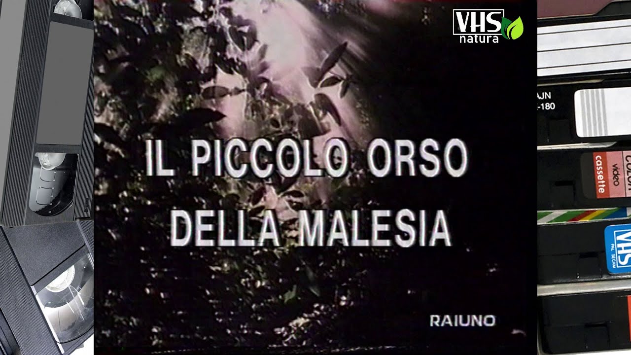 Il mondo di Quark - IL PICCOLO ORSO DELLA MALESIA