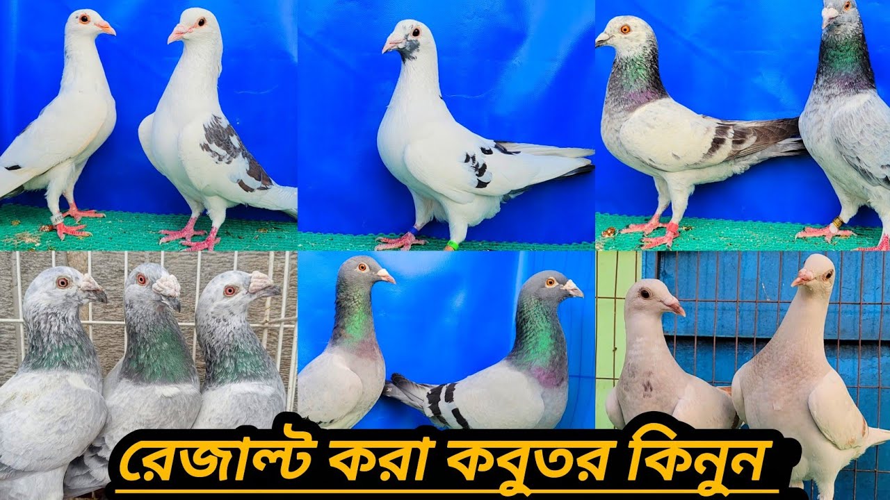 অরজিনাল বেলজিয়াম কালেকশন সবজি মাক্সি মিলি,রেট চেকার,টাইগার গিজল আফসান গ্রিজেল,বিআরপিএফসি ক্লাবের 