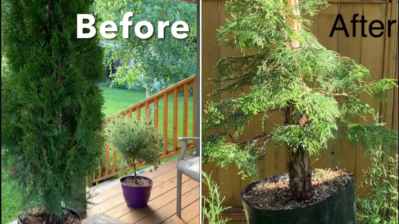 Thuja Bonsai - $20 Hedge Thuja to Bonsai