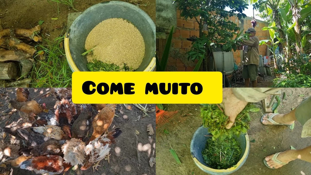 Triturando folhas para dá para as galinhas/ Elas gostam muito. #video #canal #galinha #chácara #roça