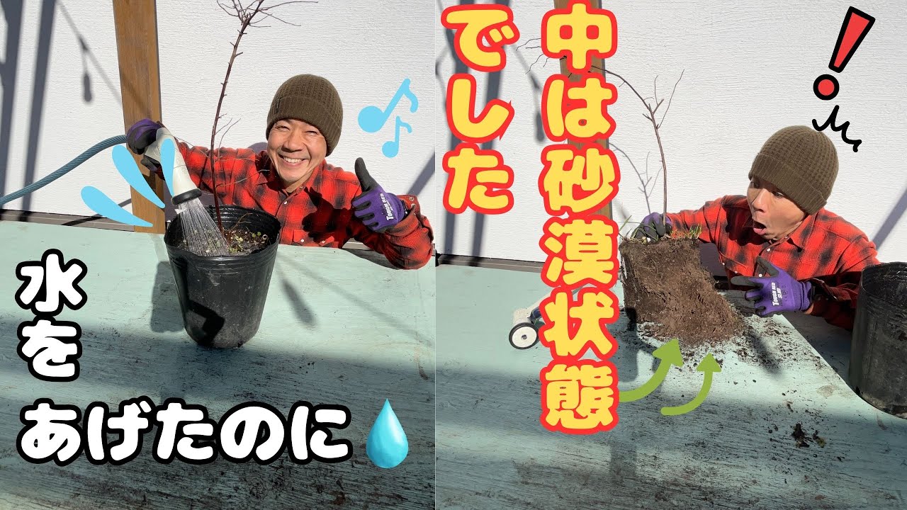 「水やりをしていたのになぜ枯れた！？」実は中まで届いていません！ピートモスの落とし穴