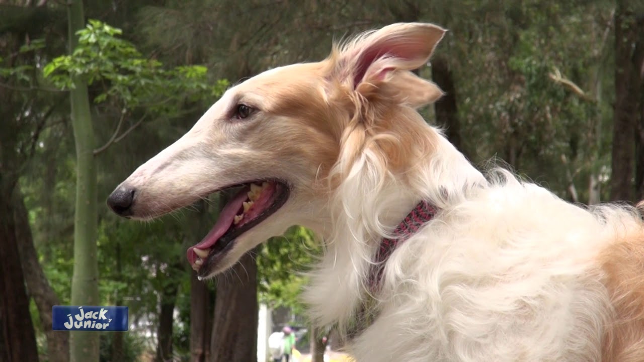 Borzoi