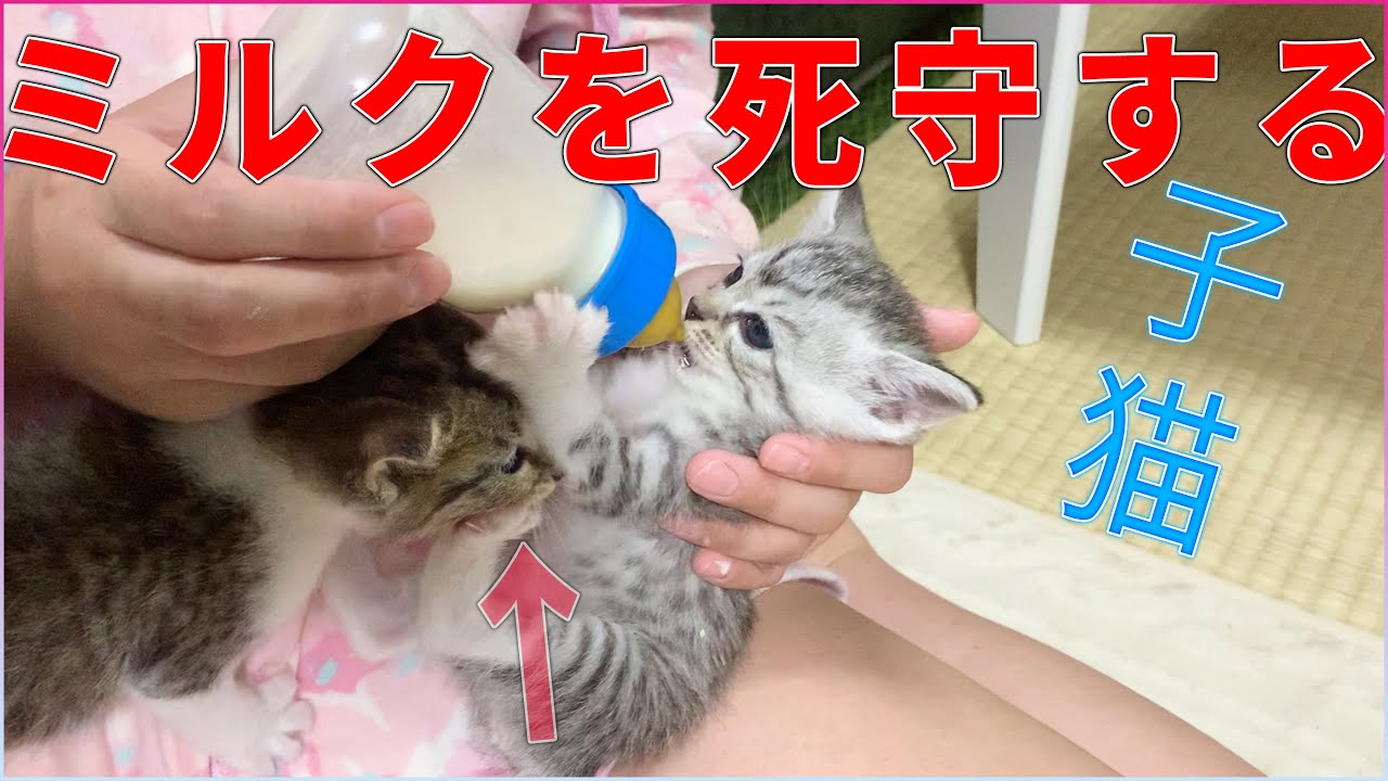 【保護猫】ミルクを飲みたがる子猫vs足でガードする子猫！【キキとオト】