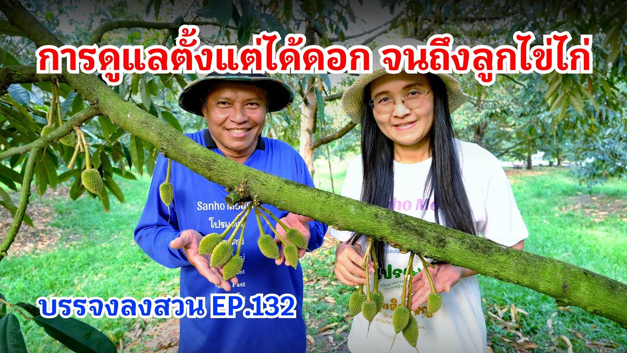 #กวินบินได้ EP.537 การดูแลตั้งแต่ได้ดอก จนถึงลูกไข่ไก่ #บรรจงลงสวน EP.132