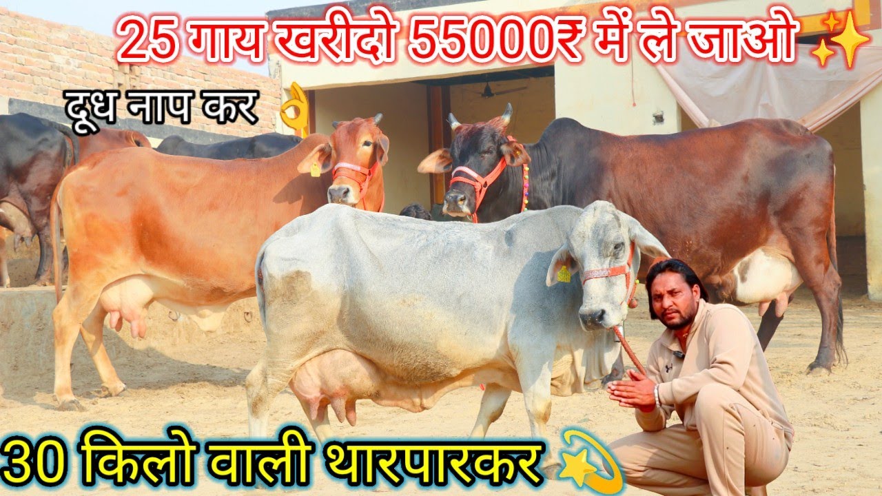 ✨30 किलो दूध वाली थारपारकर गाय खरीदो 55000₹ में 👌 पहले आयो दूध 😀निकलो फिर खरीदो 👍 25 Cow Lot ⭐