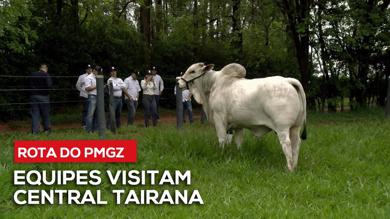 Rota do PMGZ especial Centrais de Genética - Conheça a Central Tairana