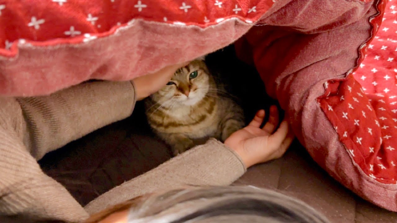 猫と今年初のこたつに入ったら幸せすぎました。