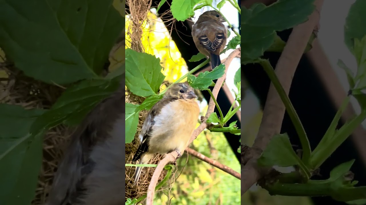 Two Red Siskins Fledgelings in Outdoor Bird Aviary #bird #birds