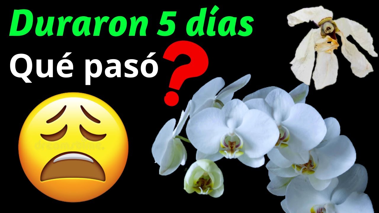 LAS FLORES DE MI ORQUIDEA SE ESTAN MARCHITANDO EN 5 DIAS | DURACION FLORES ORQUIDEA | PHALAENOPSIS