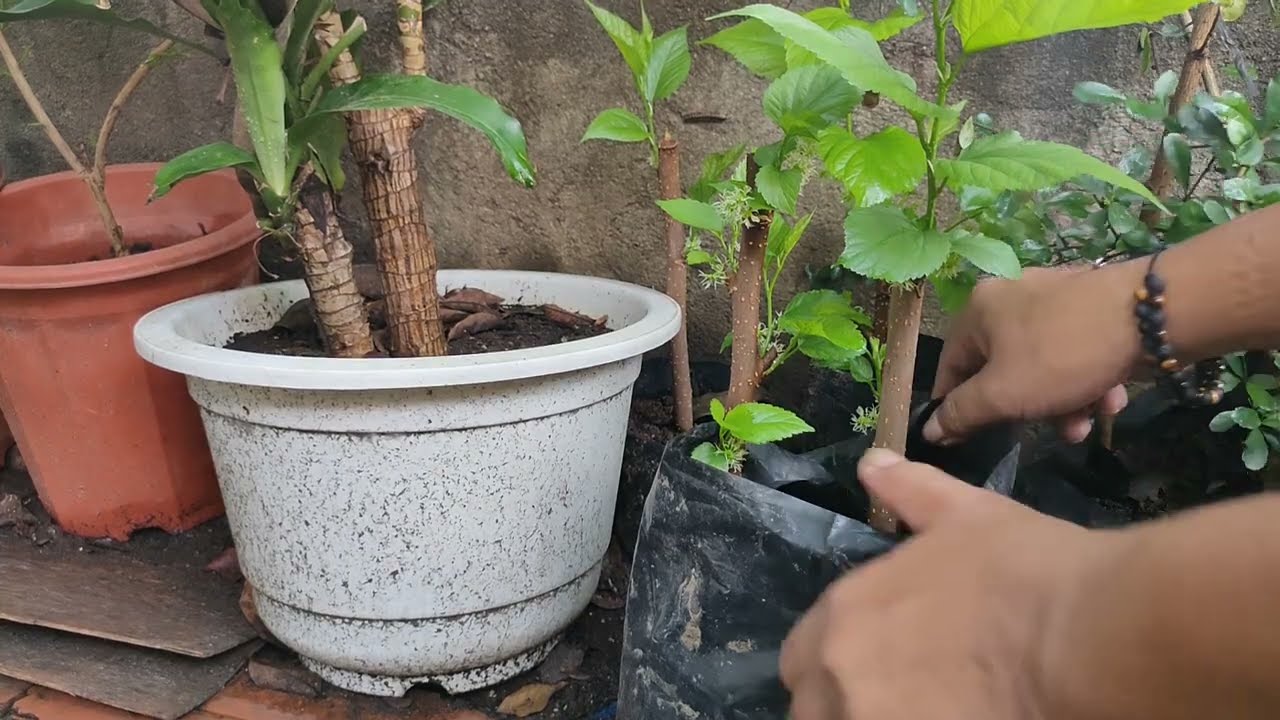 Best Tips to Root Mulberry Cuttings - with Closed Caption