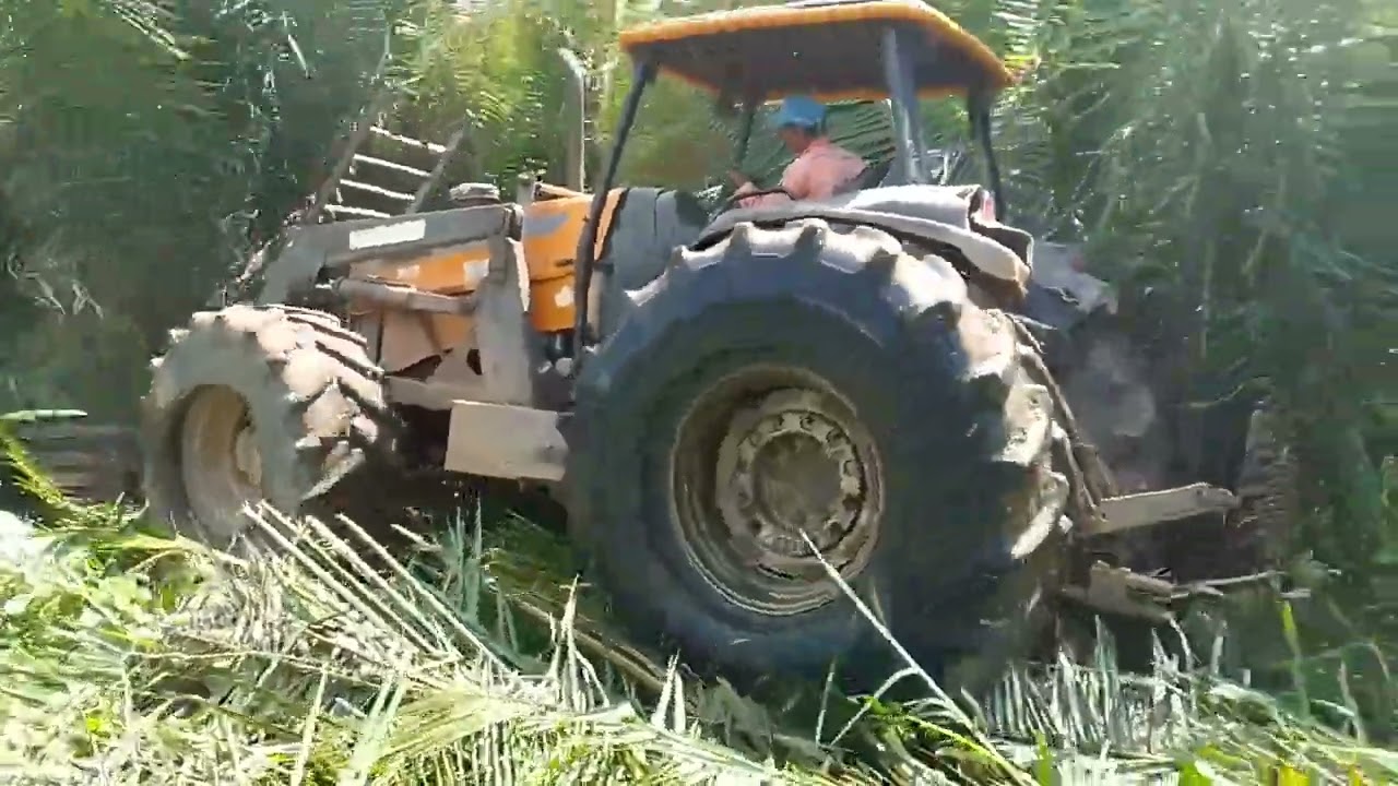 (vida na roça)derrubada com trator de pneu