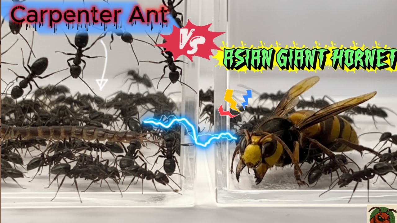 What Happens When an Asian Giant Hornet Meets a Carpenter Ant?