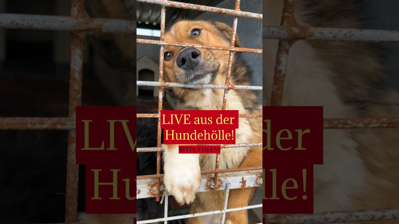 ⚠️ LIVE aus der Hundehölle - BITTE TEILEN! 🚨