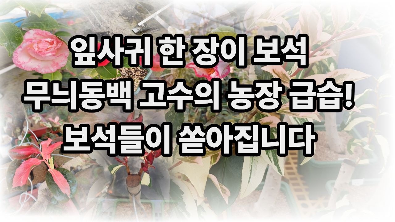 어디서도 못 보는 명품 무늬동백 여기서 구경하고가세요 👍