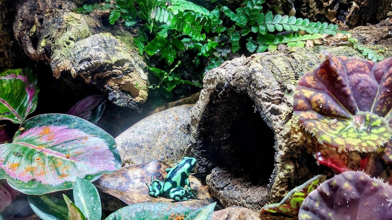 Bioactive Vivarium Substrate!