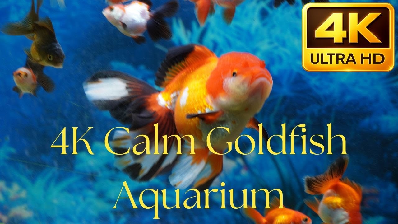 4K Calm Goldfish Aquarium  Soft Water Ambience