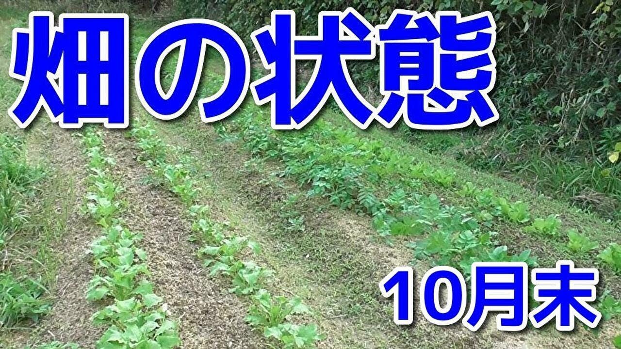 10月末の畑の状態