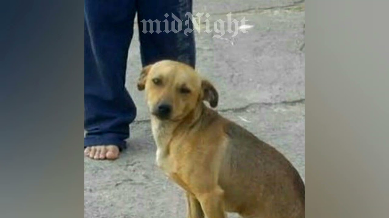 𝘼𝙫𝙞𝙣𝙚 𝙚 𝙈𝙖𝙩𝙝𝙚𝙪𝙨 𝙁𝙚𝙧𝙣𝙖𝙣𝙙𝙚𝙨 - Coração Cachorro [𝖒𝖎𝖉𝖓𝖎𝖌𝖍𝖙] 𝙎𝙡𝙤𝙬𝙚𝙙