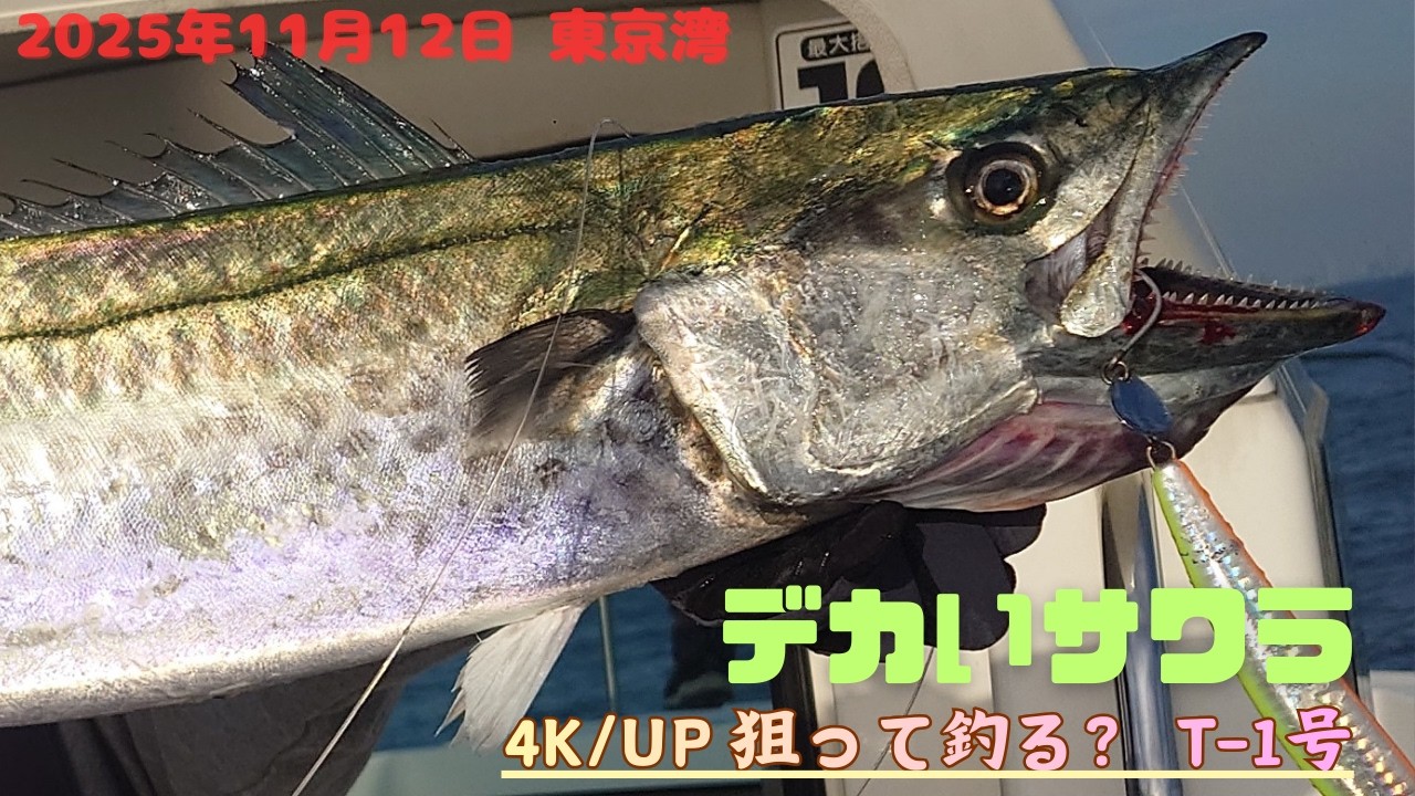 【東京湾サワラ】秘密にしたいデカいの狙ったメソッド！サゴシエリアからサワラを引っぱり出せ！20251112