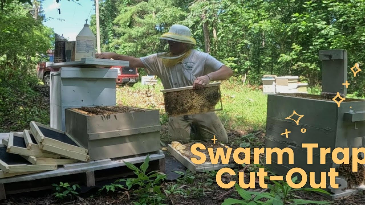 Swarm Trap Cut-Out