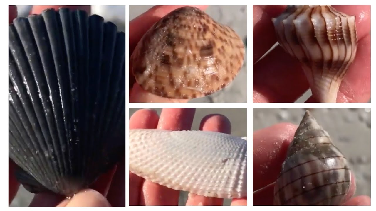 Just as good as Sanibel! Beach combing on South Fort Myers Beach. Sand dollars, shells and critters.