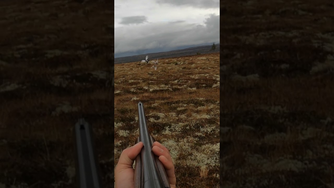Rare double hit on willow ptarmigan 🪶🔥