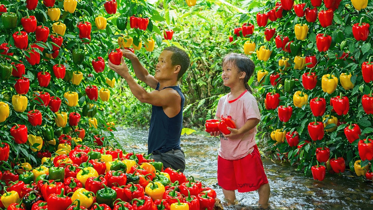 Dwarf Family Sets Fish Traps & Harvests Bell Peppers for Busy Market Day