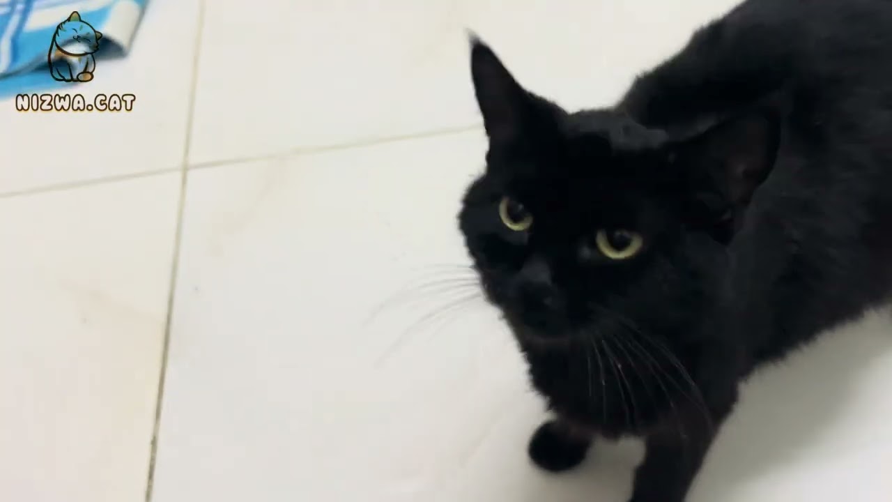 Black cats ￼| Pregnant cat 🐈‍⬛ | beautiful 😻 | cat playing | peace | relaxing 😎 kitten | kittens 