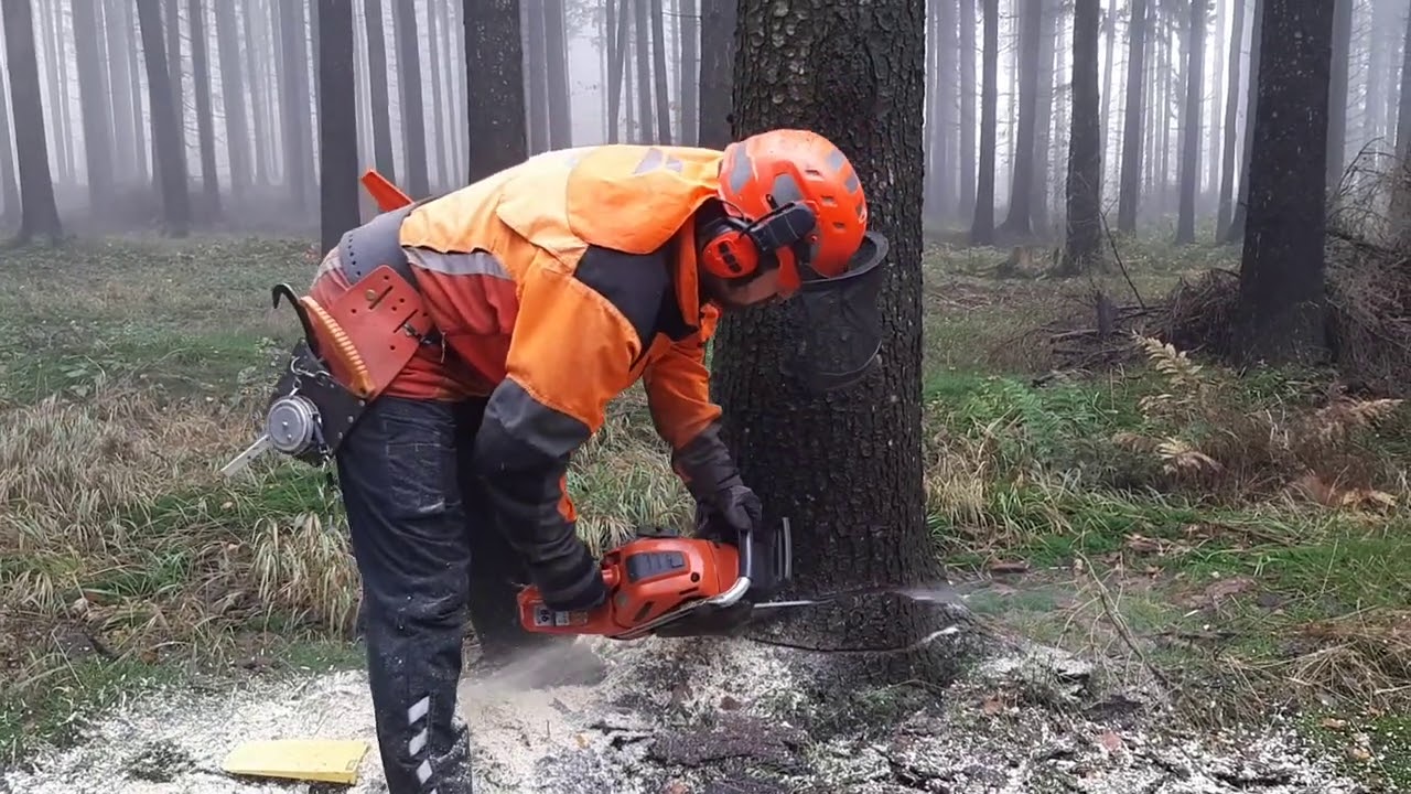 Felling of two brothers, they grew up together and fall together #lumberjack #drujba