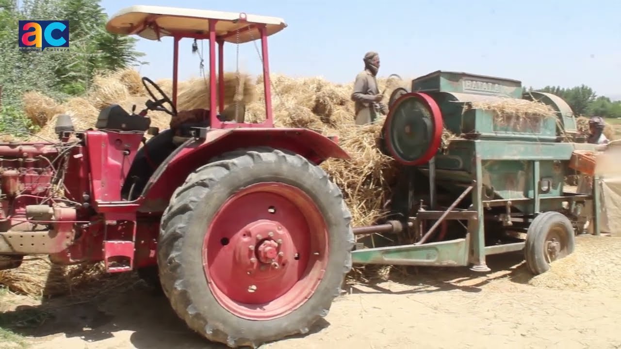 How to prepare wheat in the traditional way in Afghanistan