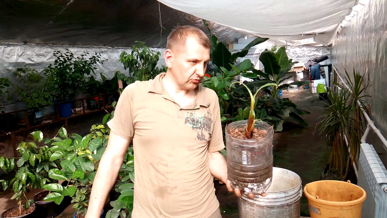 Банан Киевский карлик. Пересаживаем.