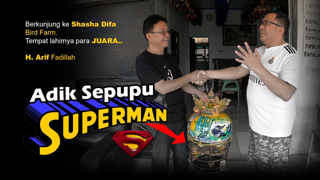 Perkutut Superman: Sang Juara dari Shasha Difa BF || Pulang Bawa Adik Sepupunya!