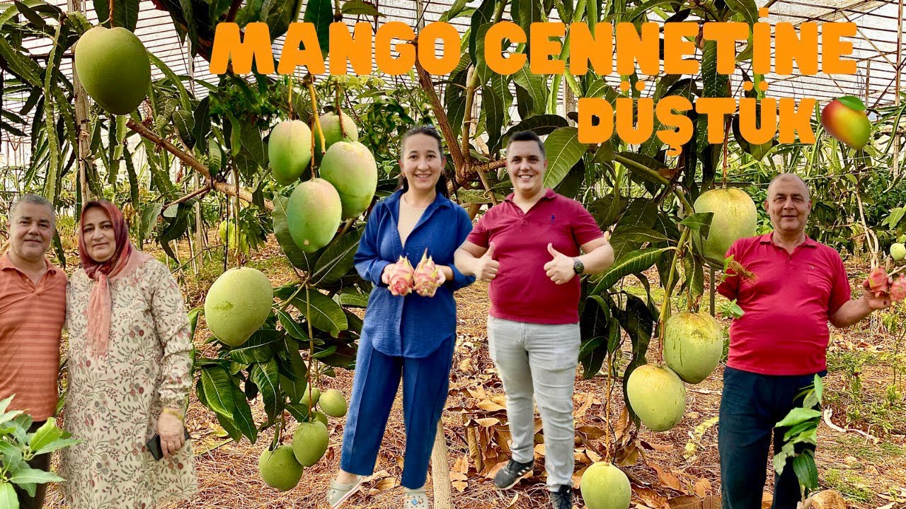 MANGO BAHÇESİ GEZDİK 🥭 MANGO ÜRETİMİ NASIL YAPILIYOR ? 👩🏻‍🌾🧑🏻‍🌾