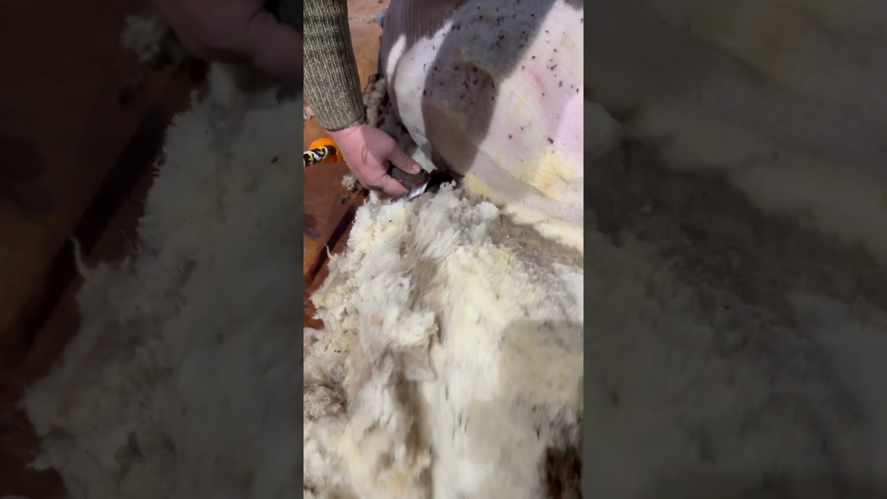 Стрижка овцы, зараженной клещами 🐑. Мы обработали ее средством Ultra Boss.