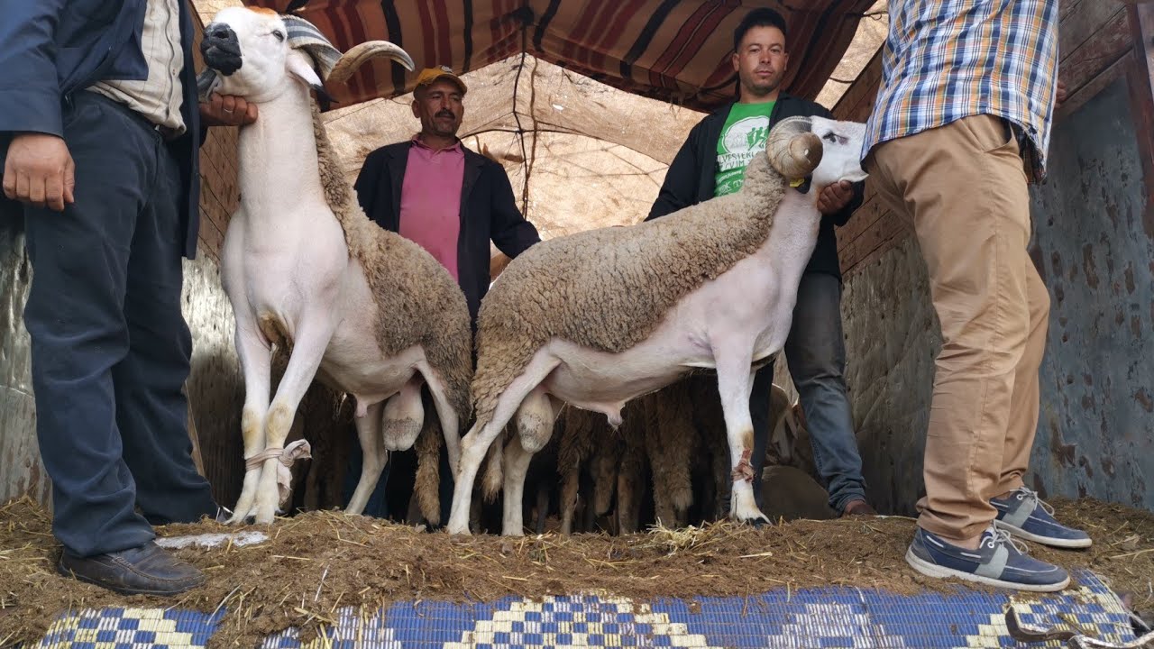 مباشرة من رحبة سبت تيط مليل نواحي الدار البيضاء حولي صردي موجود تبارك الله 25/7