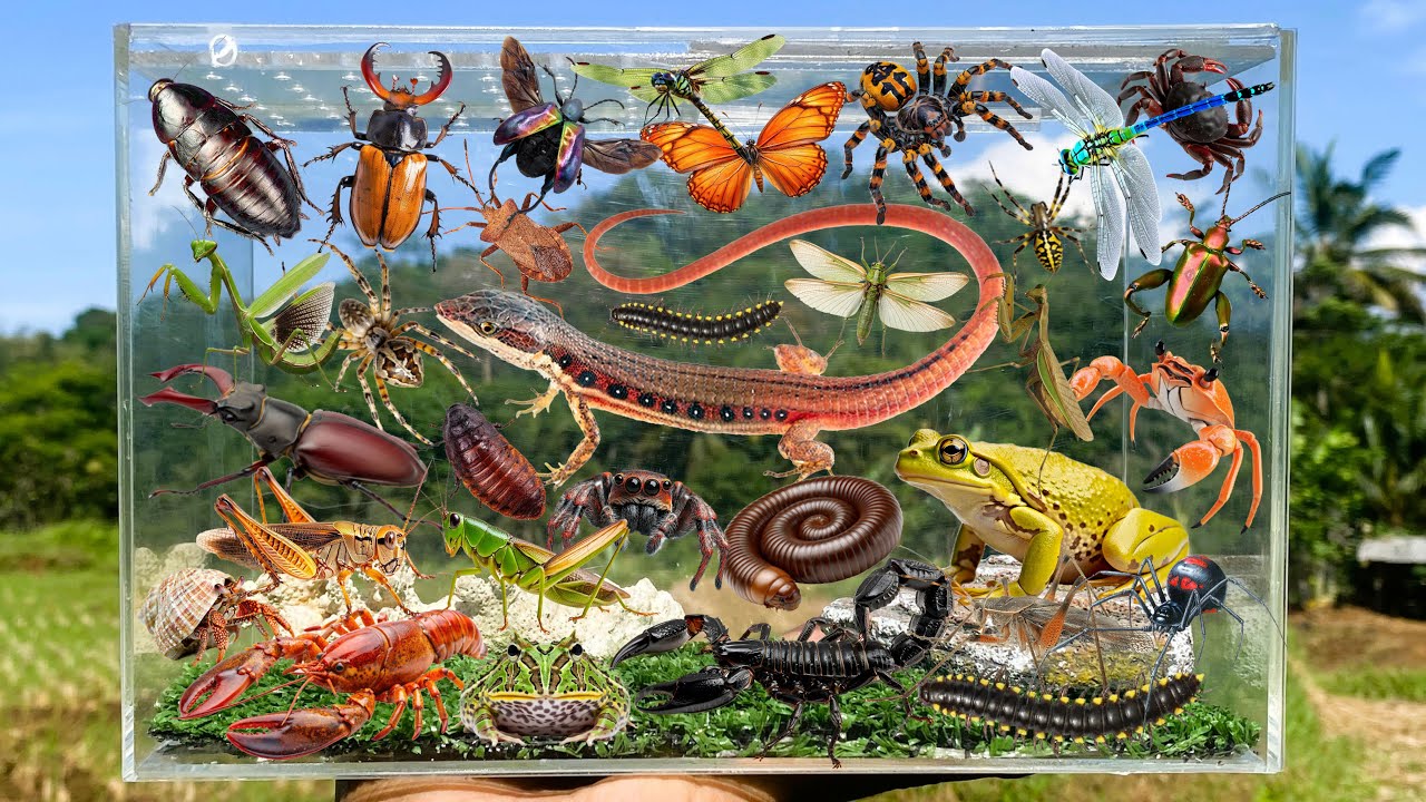 I Am catching insects in the garden, I got Mantis, Grasshopper, Bettle, Spider, Millipede, Dragonfly