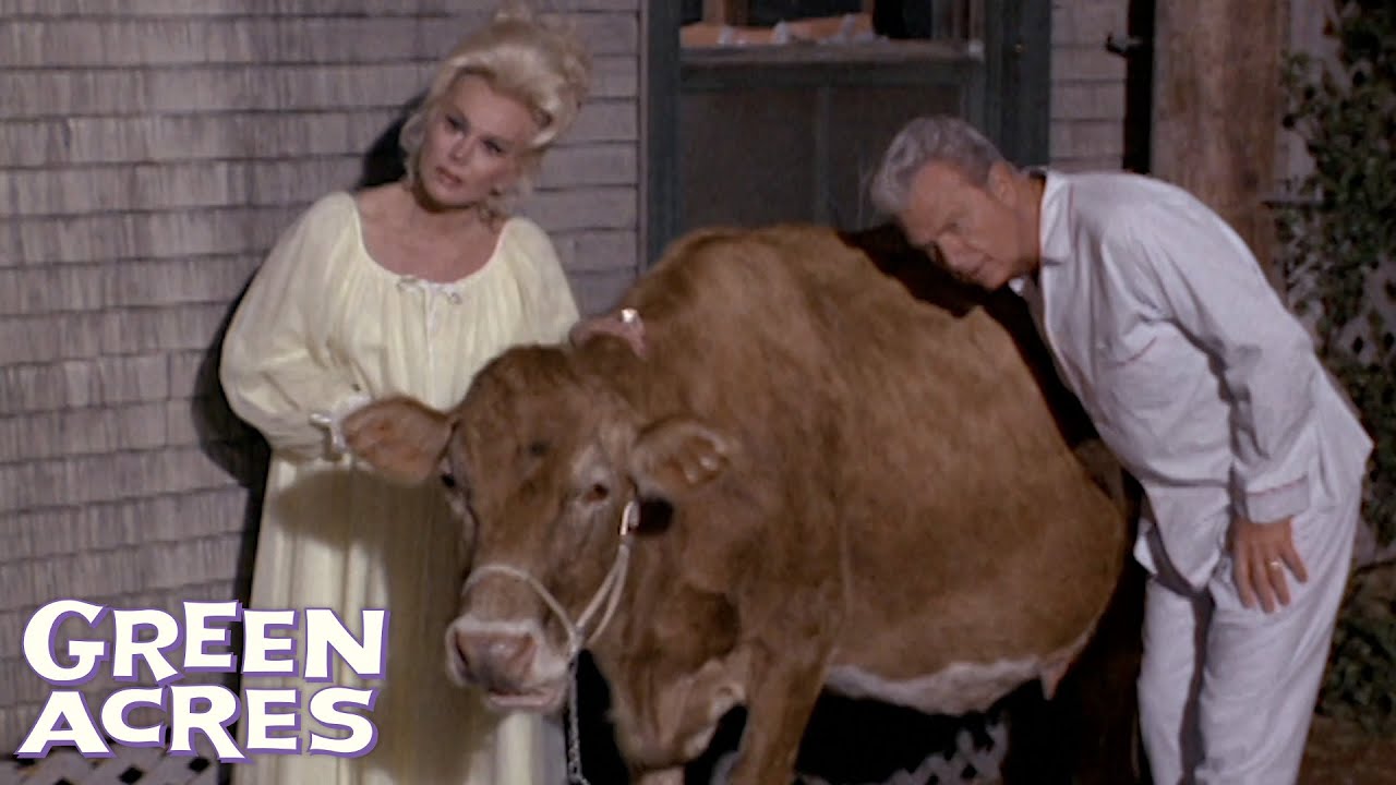 Oliver & Lisa Can't Sleep... Because Their Cow Swallowed A Radio | Green Acres