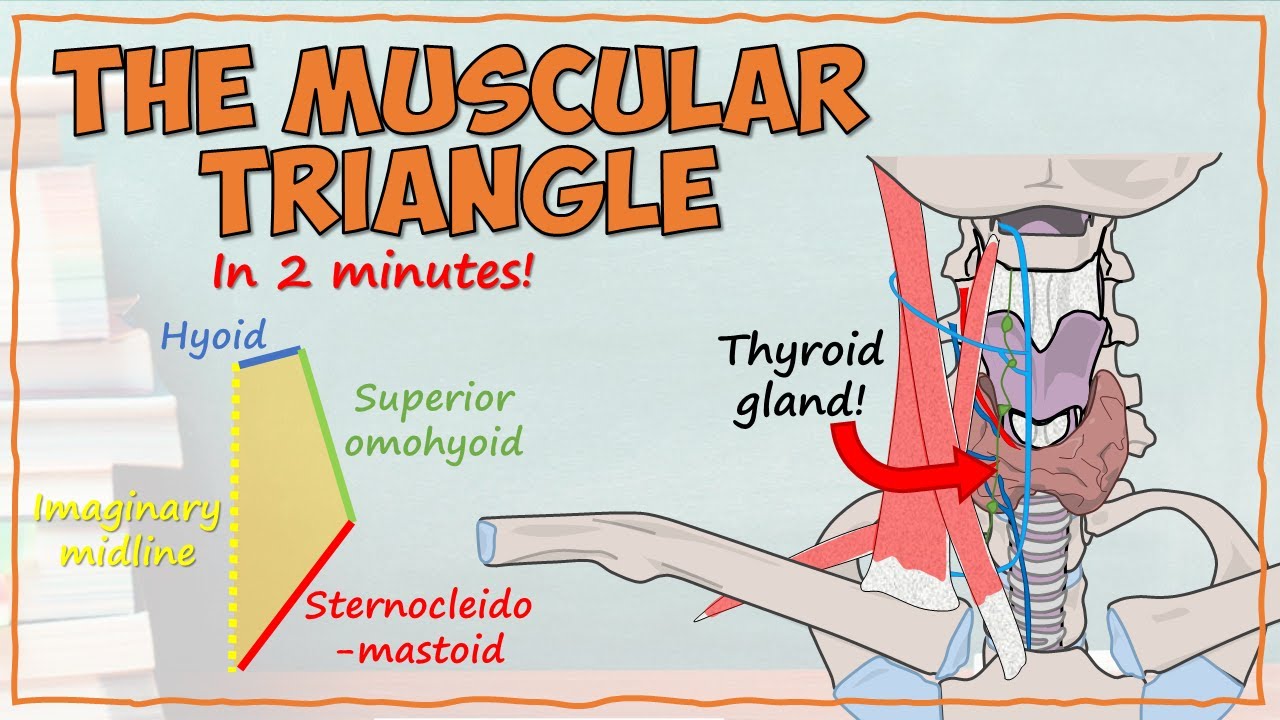 The Muscular Triangle