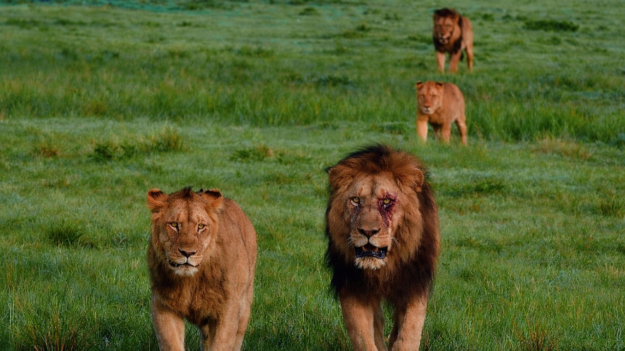 Salas Male Lions with whole Family | One of them have Deep Scars on Face | Masaimara | Today