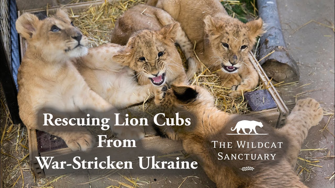 Rescuing Lion Cubs From War-Stricken Ukraine || The Wildcat Sanctuary