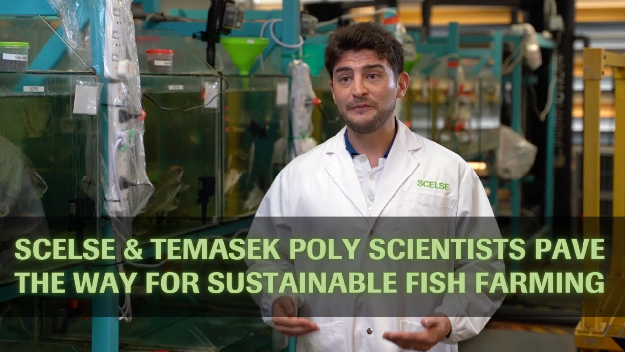 SCELSE & Temasek Poly scientists pave the way for sustainable fish farming