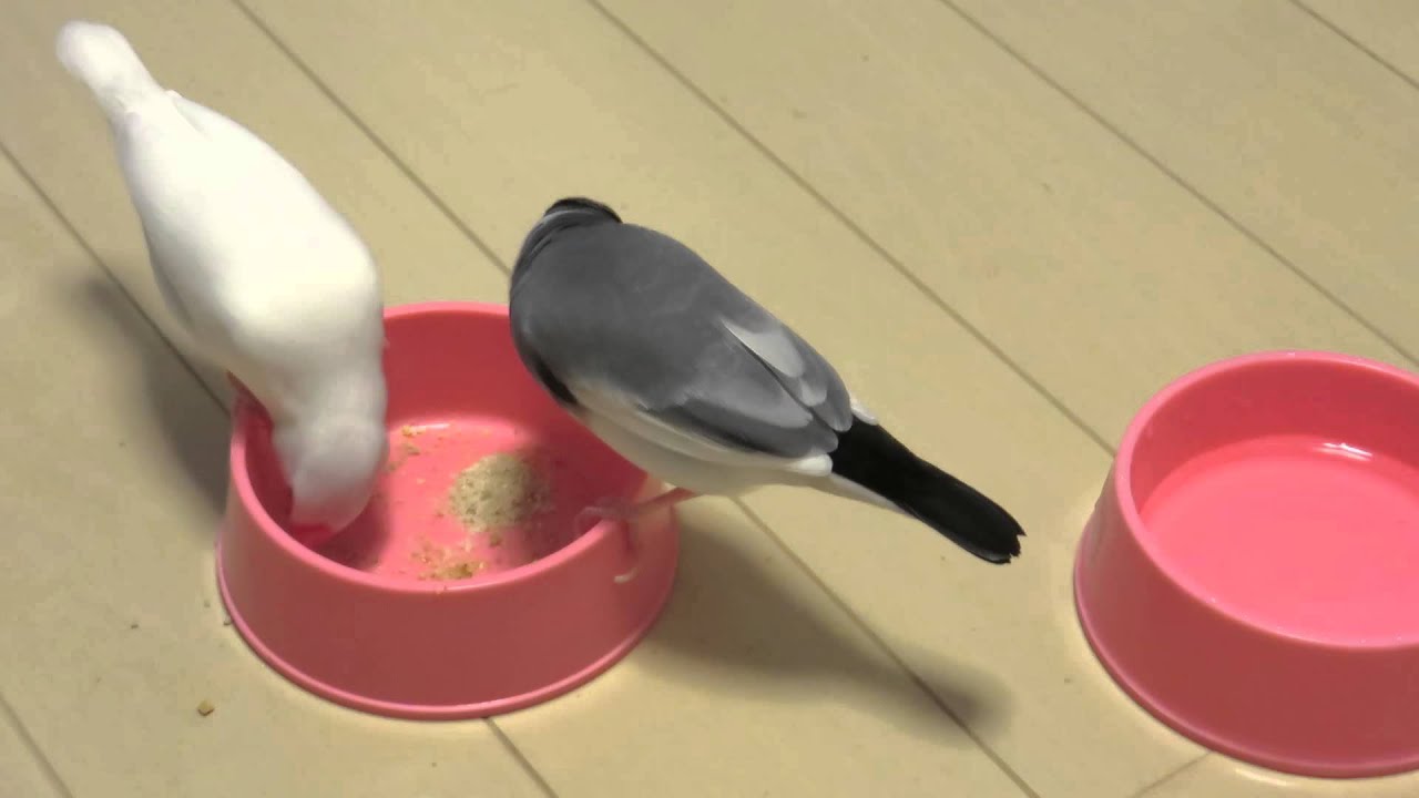 ペレットを食べる文鳥