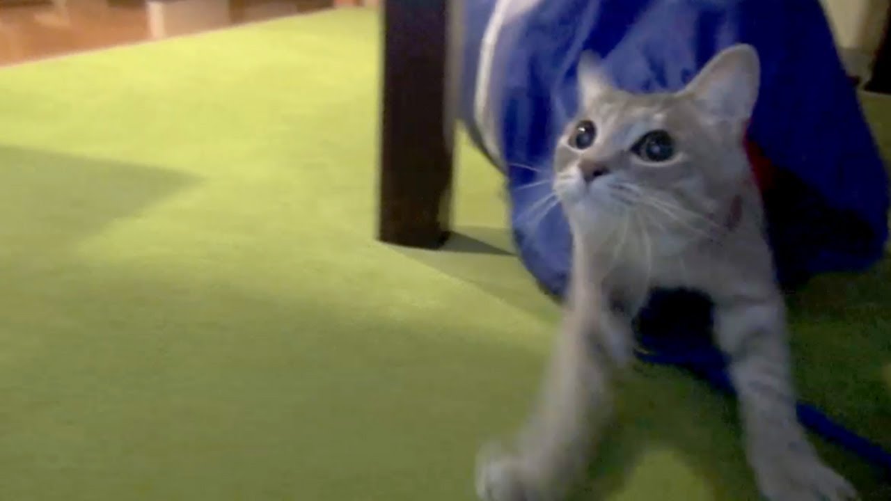 ネコ的キャッチボール - Play Catch with Cat -