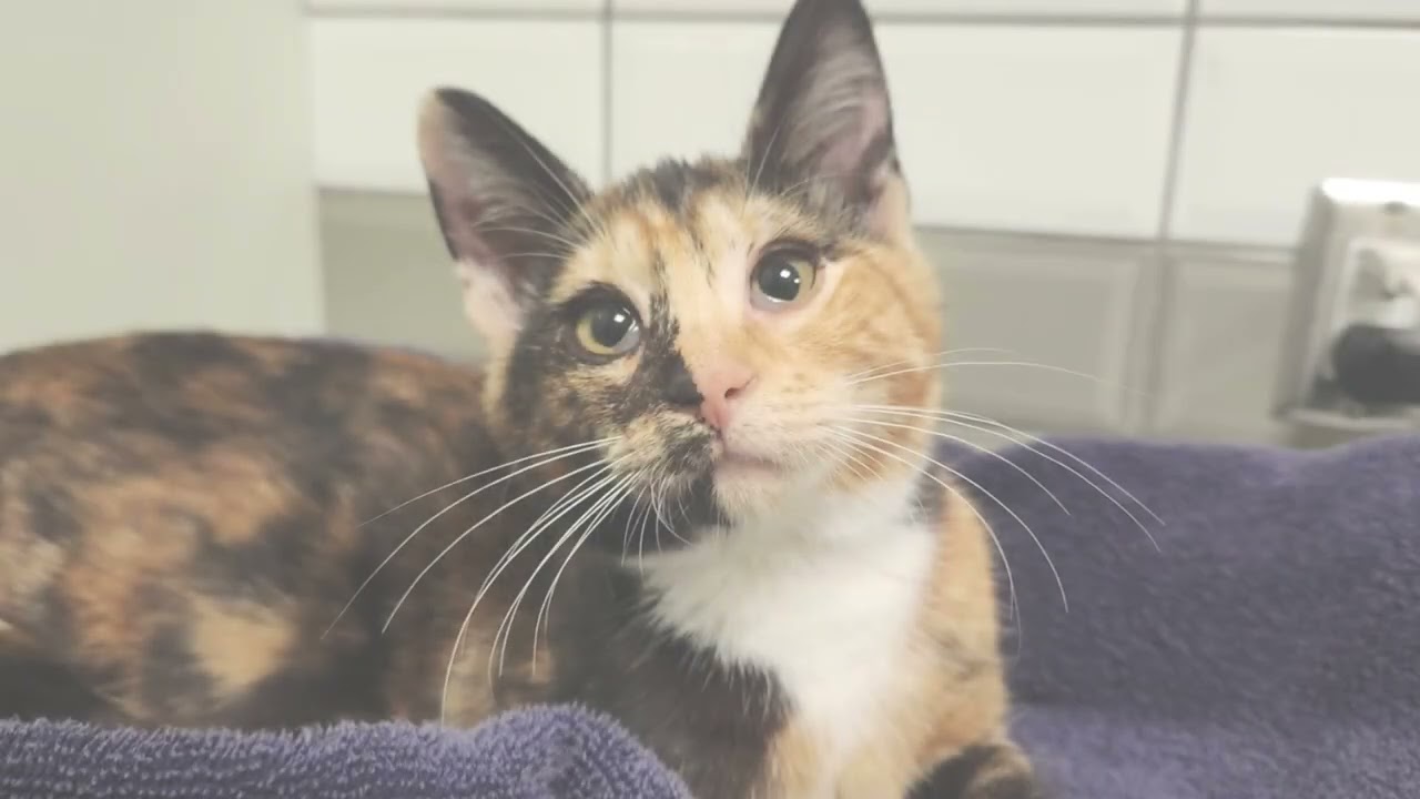 Emergency rescue update: 18 cats and kittens | BC SPCA