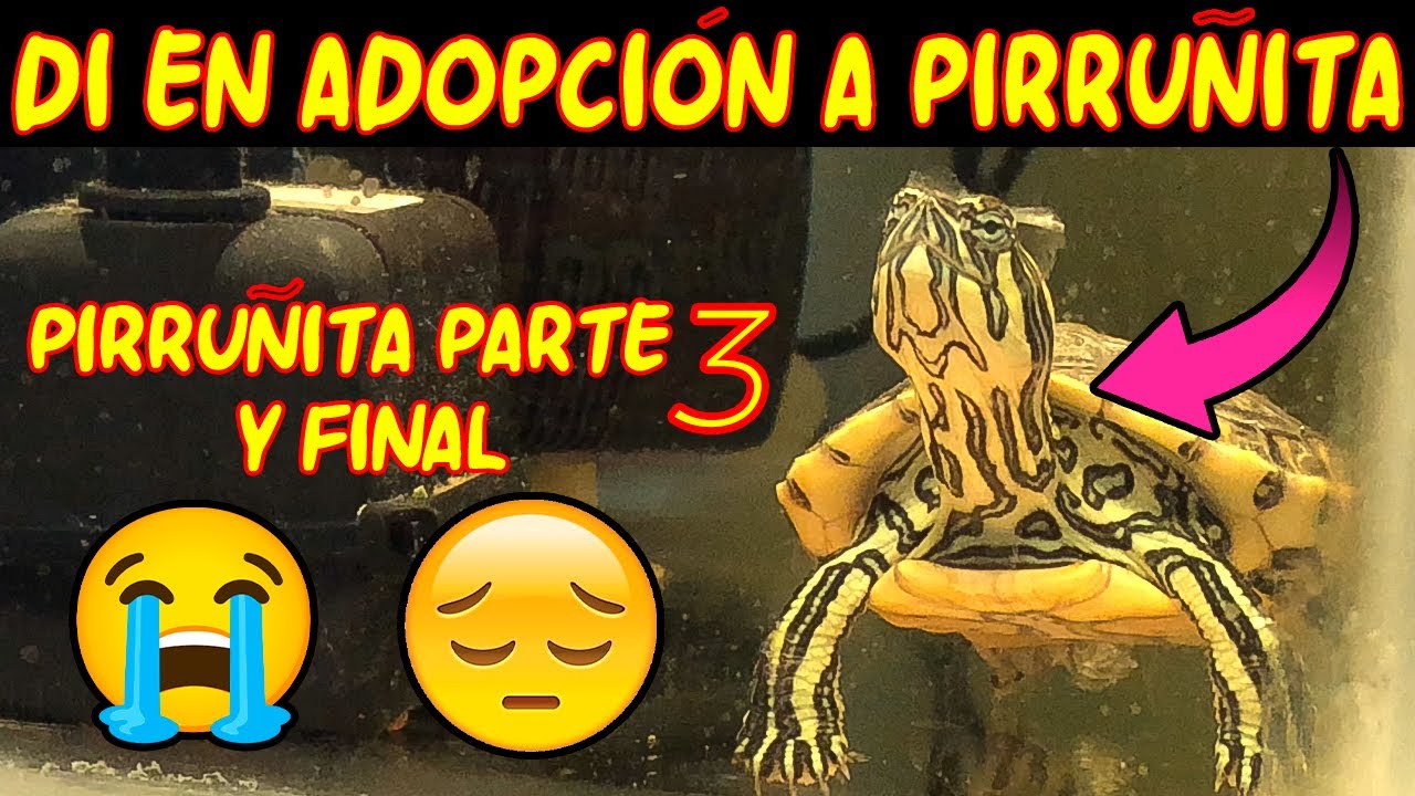 AL FIN PIRRU&Ntilde;ITA SE FUE A OTRO HOGAR 🥺😭🐢