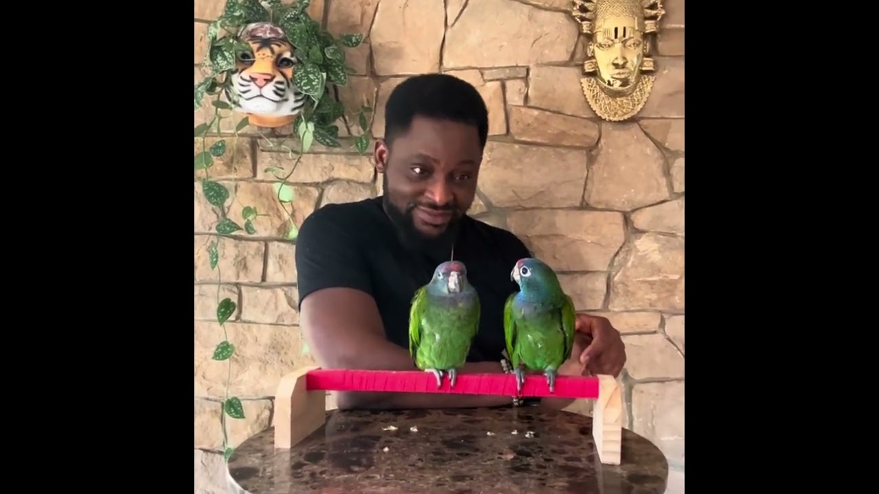 Blue -Headed Pionus Parrot: Detailed Information and Care Guide