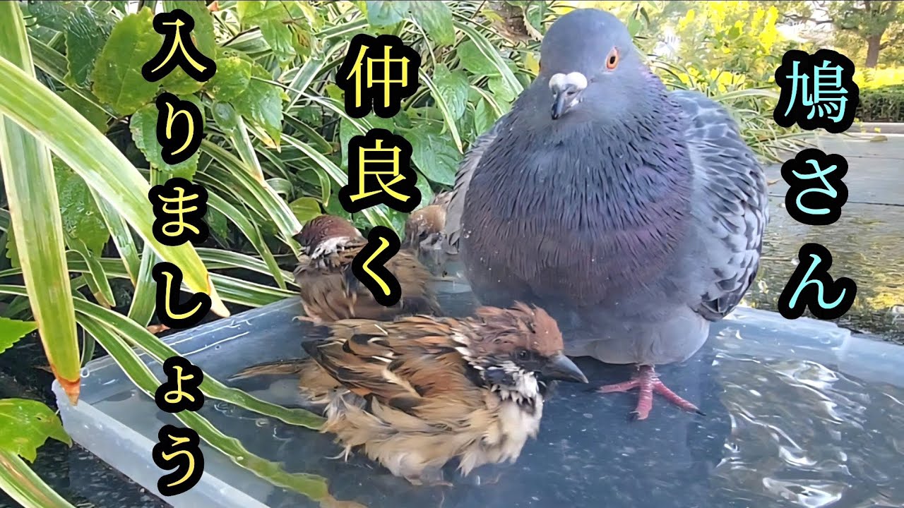 チュンも鳩さんもお風呂好き　【すずめ日記】