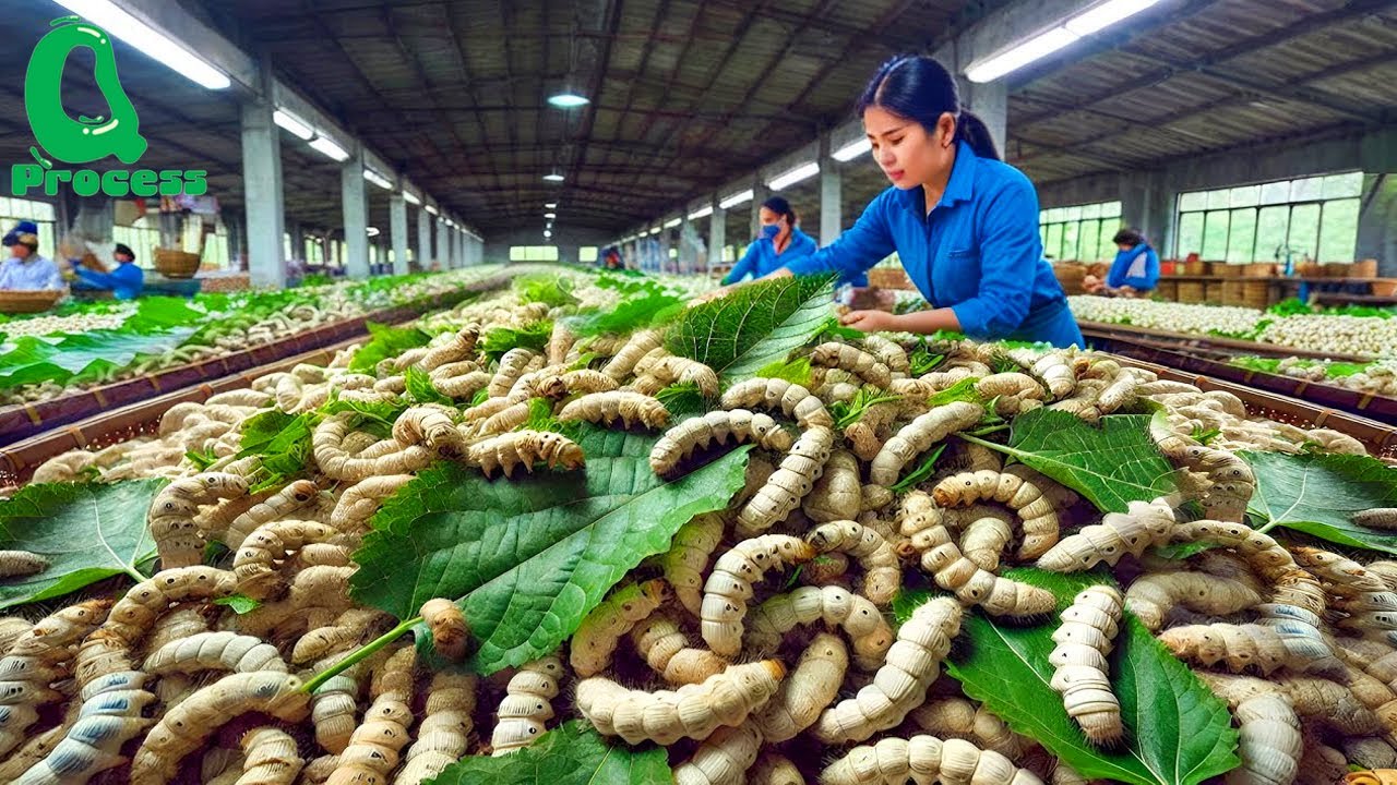 How China Raises Billions of Silkworms to Produce Premium Silk?