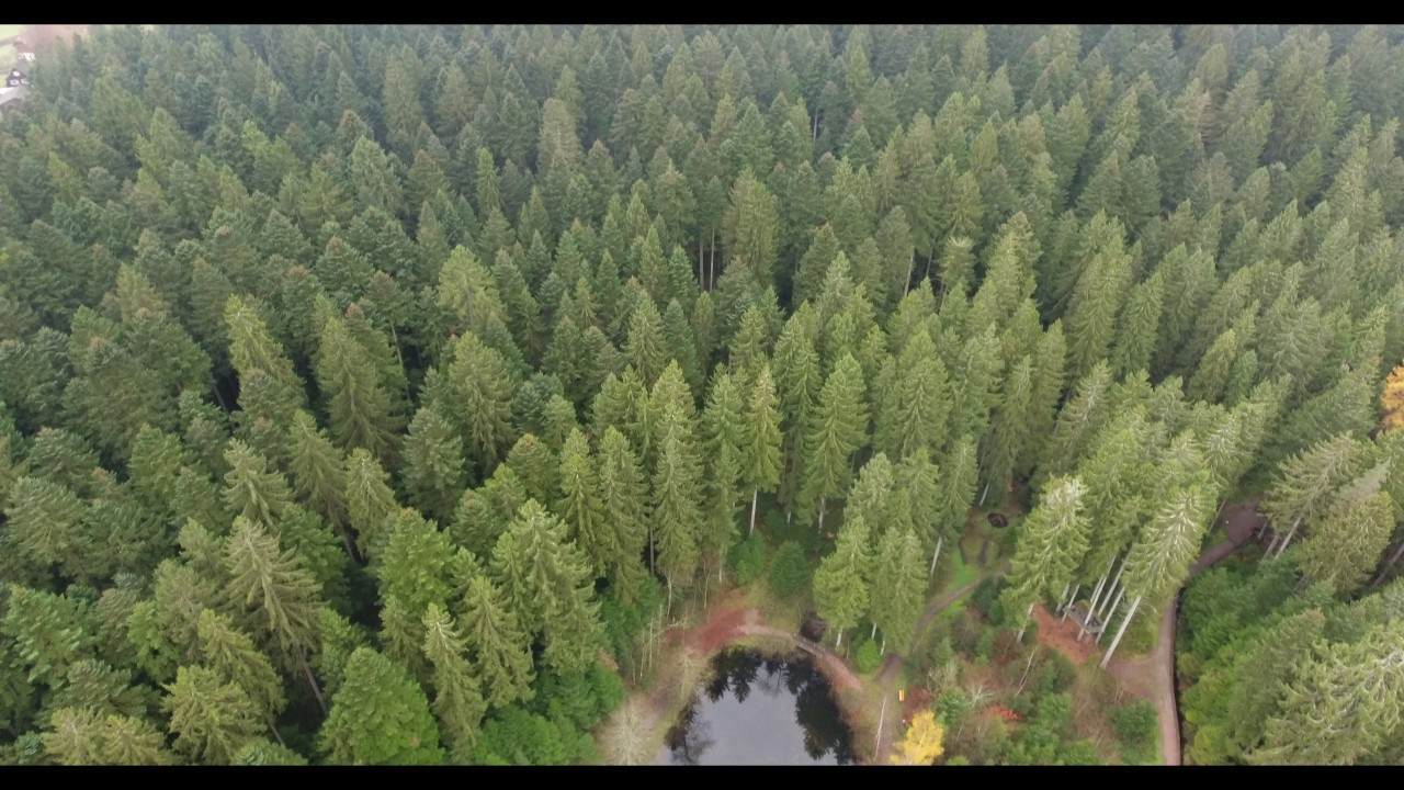 Zauberwald im Zauberland Lossburg (Freudenstadt) mit meiner DJI Phantom 4